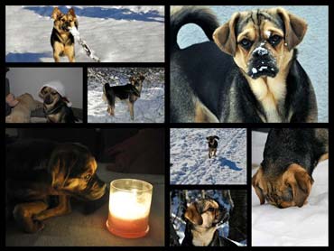 Collage von Puk rund um Weihnachten 2012 und Neujahr 2013