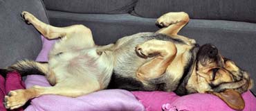 Meine Lieblings-Schlafposition (1/2013)