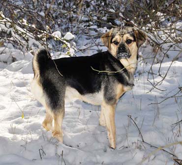 Puk im Leonberger Wintermärchen (2/2013)