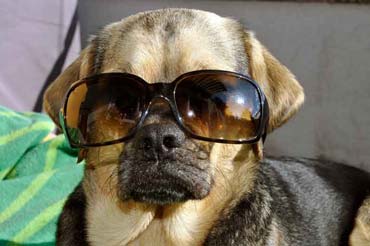 Puk McCool mit Sonnenbrille (8/2014)
