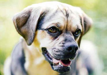 Unser kleiner Hundesohn - Puk (von Benjamin Erhardt)